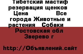 Тибетский мастиф резервация щенков › Цена ­ 100 000 - Все города Животные и растения » Собаки   . Ростовская обл.,Зверево г.